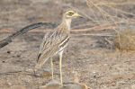 Eurasian Thick-knee