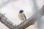 Tickell's Blue Flycatcher