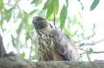 Crested Serpent Eagle