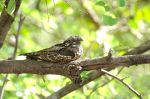 Indian Nightjar
